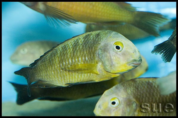 Tropheus sp. 'lukuga' Mtoto